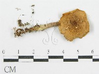 登錄號:F0016441藏品圖，第3張