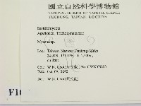 小菇屬藏品圖，第2張