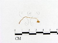 小菇屬藏品圖，第3張