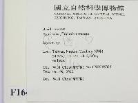 小菇屬藏品圖，第2張