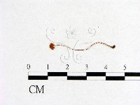 小菇屬藏品圖，第3張