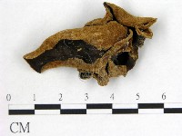 毛木耳藏品圖，第1張