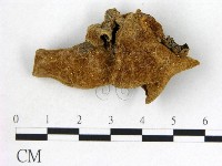 毛木耳藏品圖，第3張