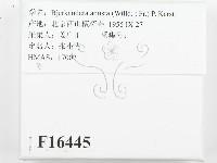 煙管菌藏品圖，第2張