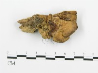 煙管菌藏品圖，第4張