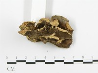 煙管菌藏品圖，第7張