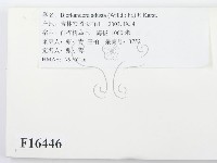 煙管菌藏品圖，第2張