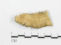 煙管菌藏品圖，第1張