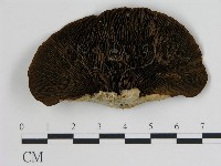 登錄號:F0016449藏品圖，第4張