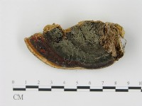 松生擬層孔菌藏品圖，第4張