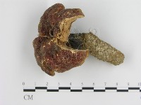 登錄號:F0016459藏品圖，第1張