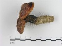 登錄號:F0016459藏品圖，第4張