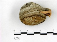 登錄號:F0016461藏品圖，第1張