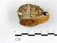 登錄號:F0016461藏品圖，第3張