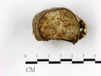 登錄號:F0016461藏品圖，第4張