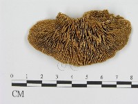 登錄號:F0016468藏品圖，第3張