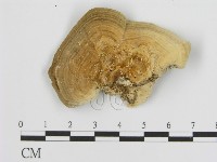 登錄號:F0016469藏品圖，第1張