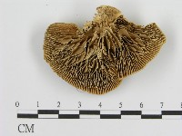 登錄號:F0016469藏品圖，第3張