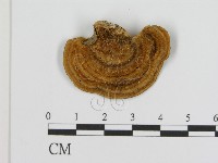 登錄號:F0016470藏品圖，第1張