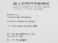 黄柄小孔菌藏品圖，第2張