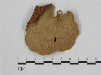 黄柄小孔菌藏品圖，第3張