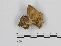 登錄號:F0016474藏品圖，第1張