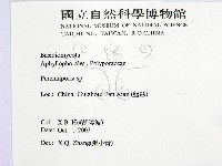 多年臥孔菌屬藏品圖，第2張