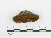 登錄號:F0016480藏品圖，第6張