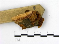 登錄號:F0016482藏品圖，第4張