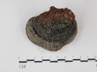 登錄號:F0016485藏品圖，第1張