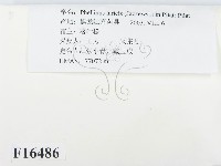 登錄號:F0016486藏品圖，第2張