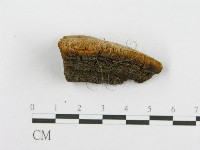 登錄號:F0016486藏品圖，第5張