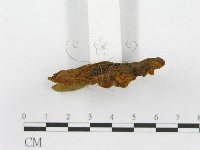 登錄號:F0016487藏品圖，第5張