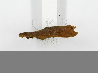 登錄號:F0016487藏品圖，第6張