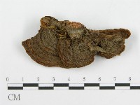 登錄號:F0016488藏品圖，第1張