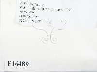 木層孔菌屬藏品圖，第2張