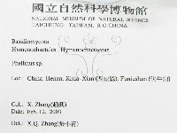 木層孔菌屬藏品圖，第3張
