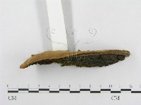 木層孔菌屬藏品圖，第5張