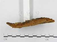 木層孔菌屬藏品圖，第6張