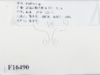 木層孔菌屬藏品圖，第2張