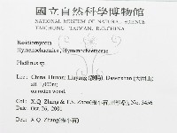 木層孔菌屬藏品圖，第3張