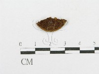 木層孔菌屬藏品圖，第1張