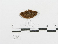 木層孔菌屬藏品圖，第4張