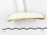 登錄號:F0016491藏品圖，第6張