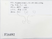 登錄號:F0016492藏品圖，第2張
