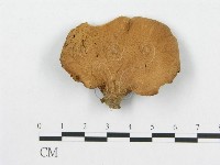 登錄號:F0016492藏品圖，第1張