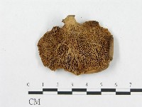 登錄號:F0016492藏品圖，第4張