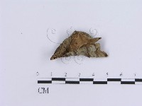 登錄號:F0016494藏品圖，第4張