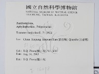 雲芝藏品圖，第2張