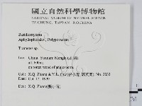 栓菌屬藏品圖，第2張